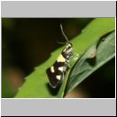 Eratophyes amasiella - Birken-Faulholzmotte 02b 9mm.jpg